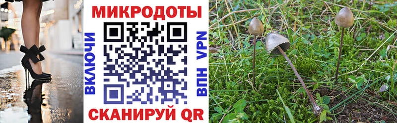 купить наркоту  Холм  кракен как войти  Псилоцибиновые грибы Psilocybine cubensis 
